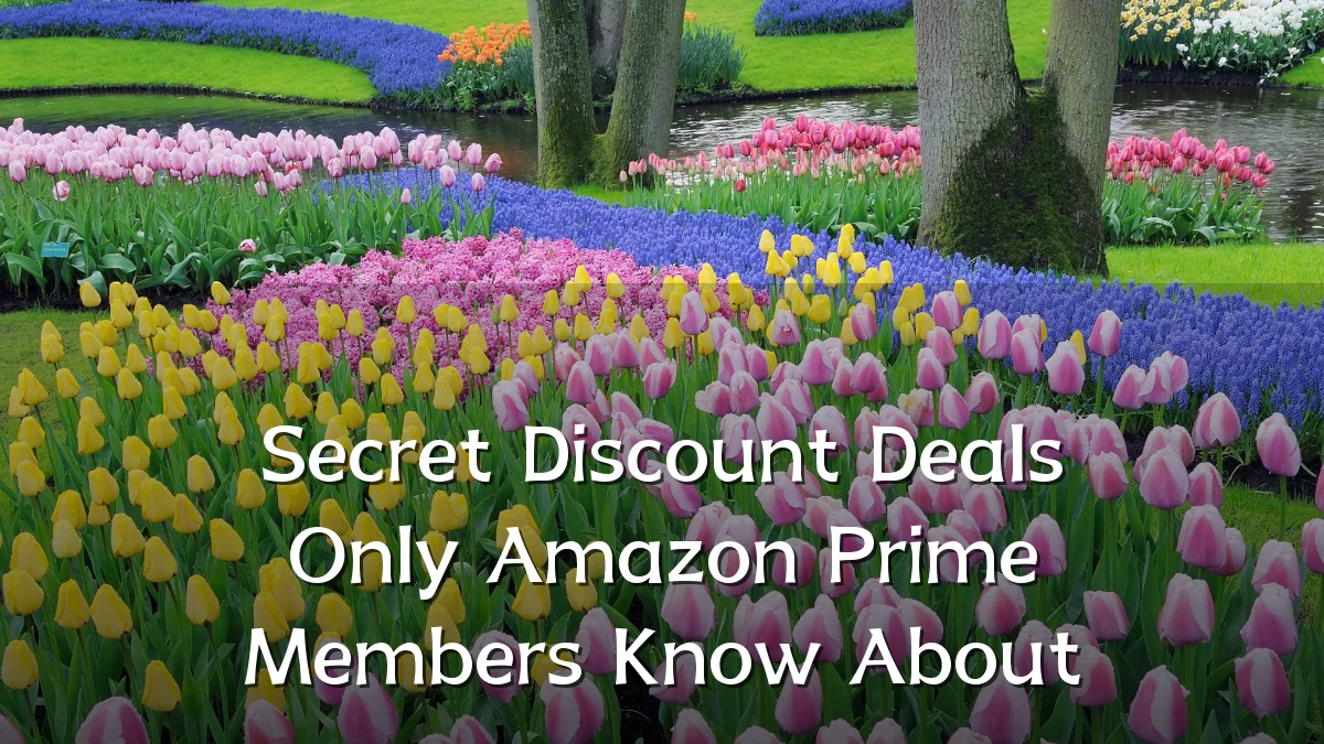 Secret Discount Deals Only Amazon Prime Members Know About